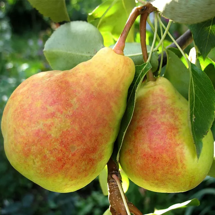 Груша Елена 3-х летка Tim 