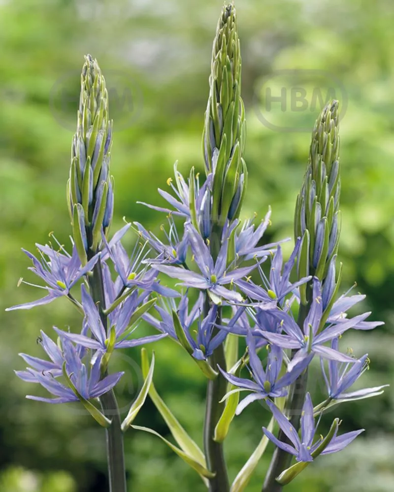 Луковица Камассия Лейхтлина Каерулеа HBM 12/14, 3 шт/уп 