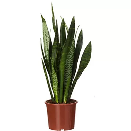 Сансевиерия Зейланика d19 h65 