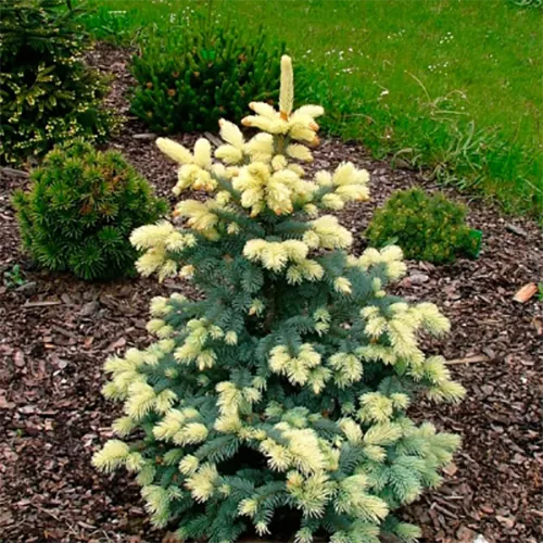 Ель колючая Биалобок v5 Tim-BL 