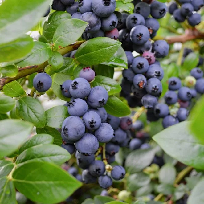 Голубика высокорослая Джорма v5 CL 