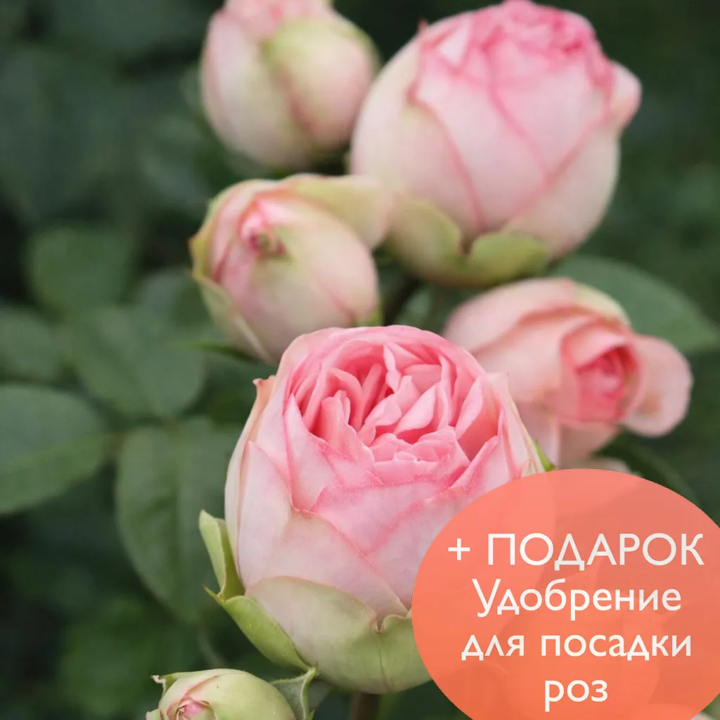 Роза чайно гибридная Чарминг Пиано в коробке Биосфера 