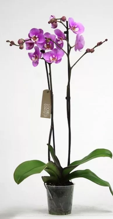 Фаленопсис 2ст Парфюм Болгари d12 h50 