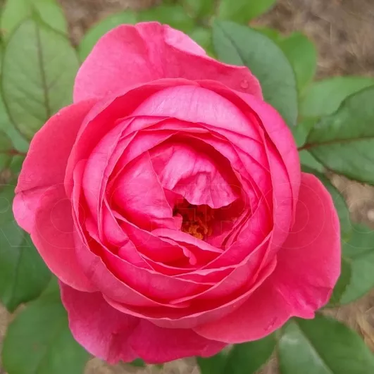 Роза флорибунда Гартенпринцессен Мари-Жозе v5 Dem 