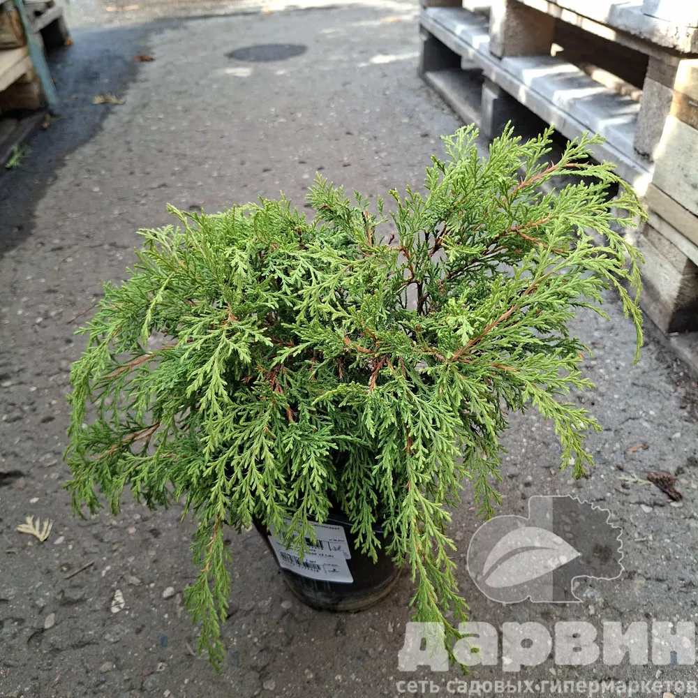 Микробиота перекрестнопарая v2 Lav 