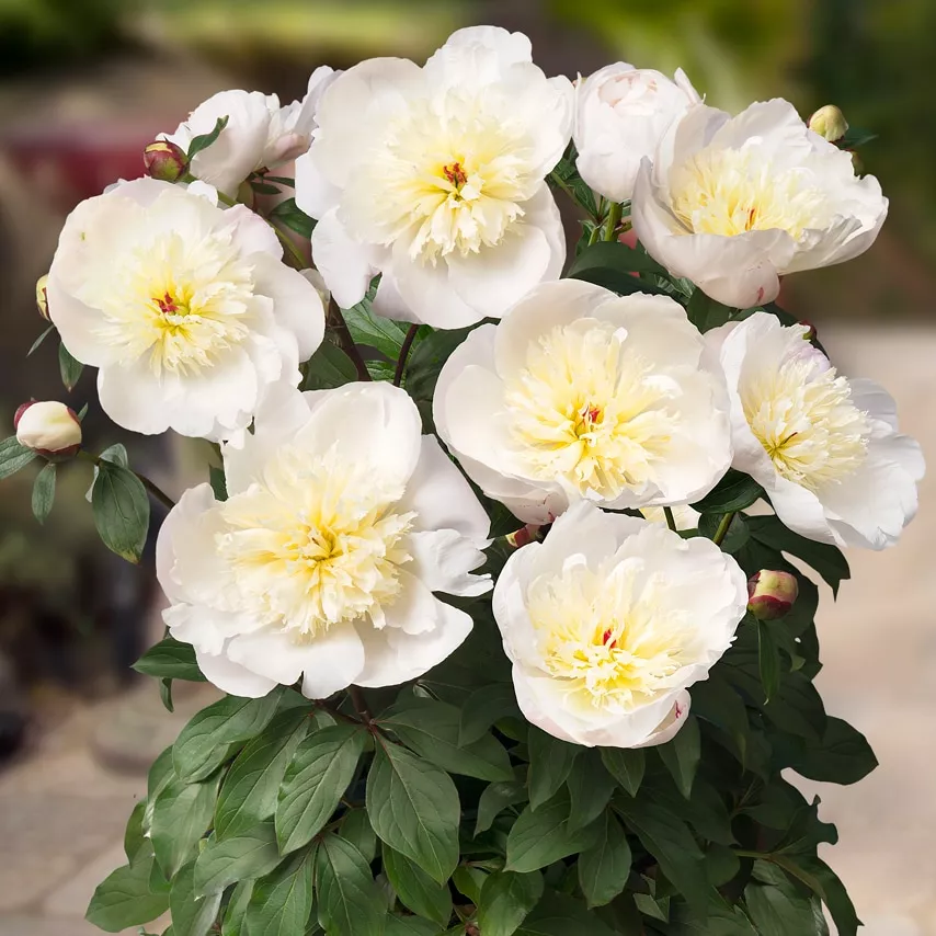 Пион патио Мадрид v5 Tim 