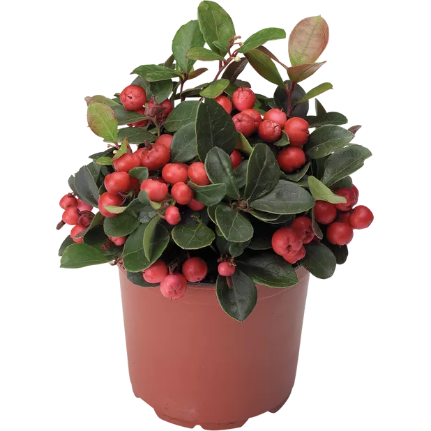 Гаултерия Биг Берри d11 h15 