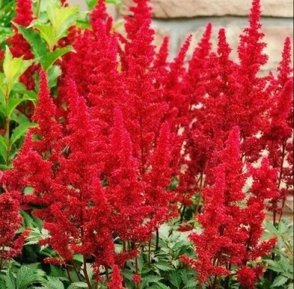 Астильба китайская Кардинал, С1,5 ЦО 