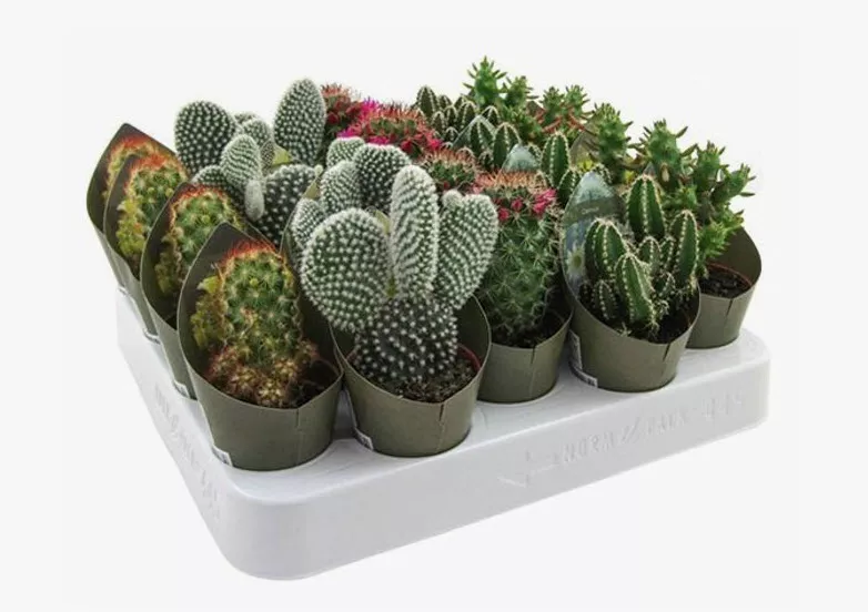 Кактус микс d5 h5 