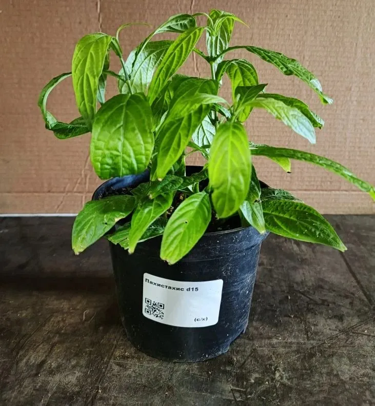 Пахистахис d15 ХР 