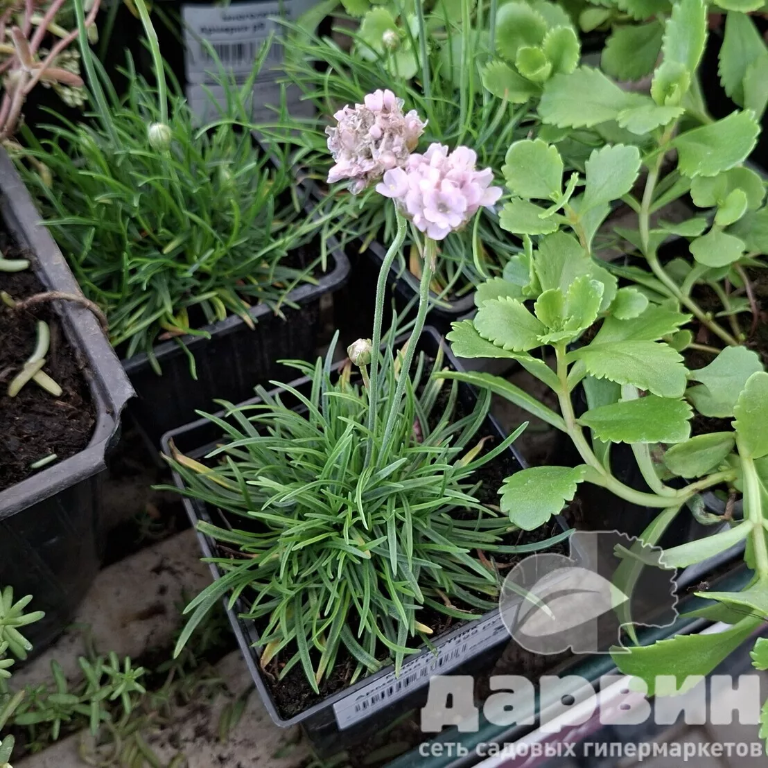 Армерия p9 Push 