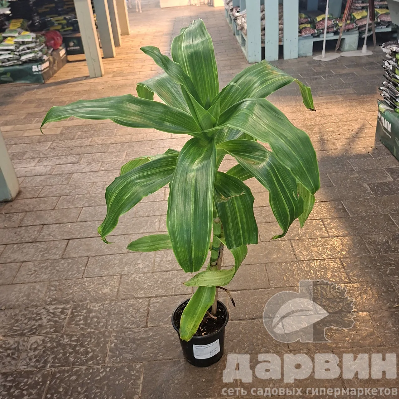 Каллизия душистая д12 тим marked