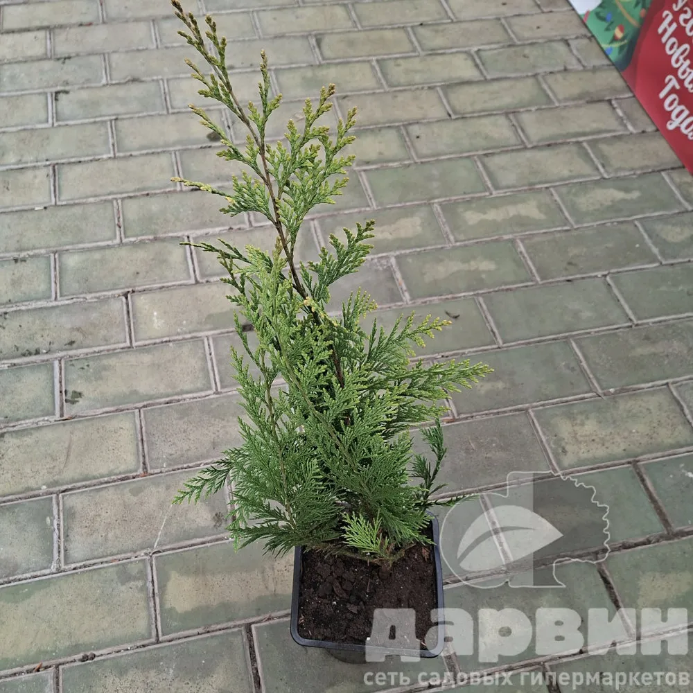 Кипарисовик лавсона Ивонна v2 Lav 