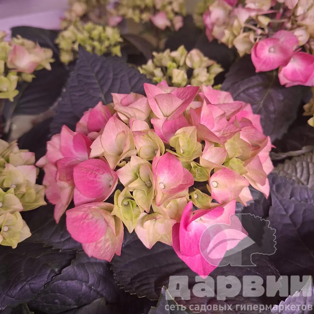 Гортензия крупнолистная v2 Tim 