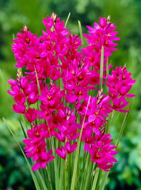 Луковица Ирис голландский Отем Принцесс  6/7 10шт. Поиск 