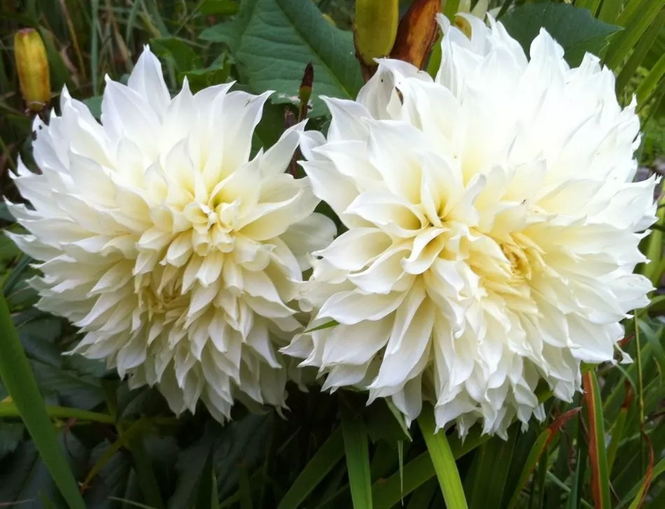 Клубень Георгина Вайт Перфекшн (I), 1шт/уп 