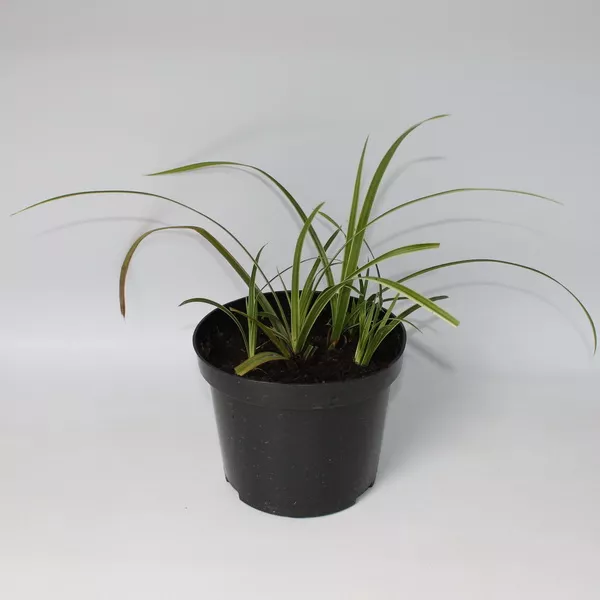 Осока Морроу конт 3 л Les 