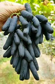 Виноград плодовый Кишмиш Аватар черный v5 Tim 