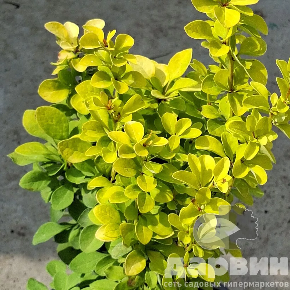 Барбарис тунберга Эвита v5 Lav 