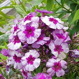 Флокс метельчатый Старый маяк d9-10 ХР 