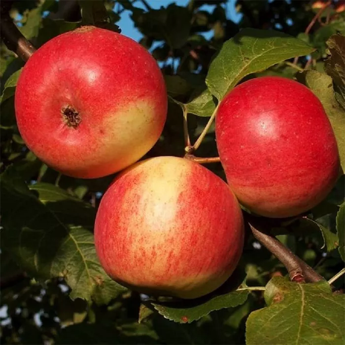 Яблоня Память Мичурина v 5-10 