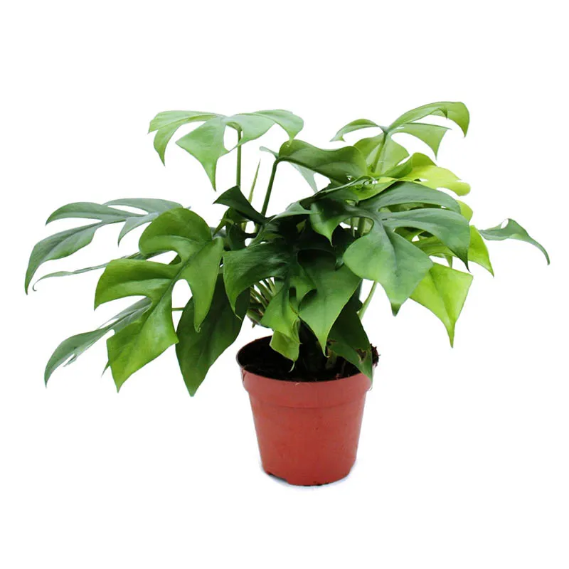 Монстера Минима d19 h85 