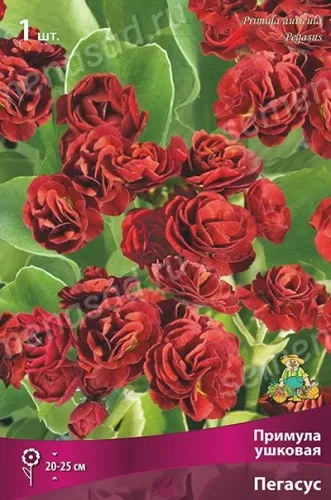 Кореневище Примула ушковая Пегасус 1шт Поиск 