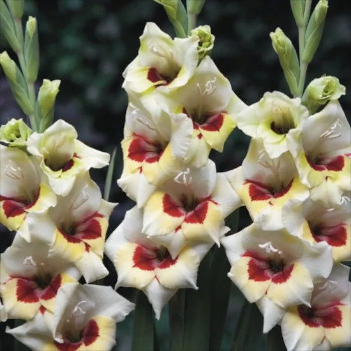 Луковица Гладиолус Мессина (Бамбино), 10шт/уп 