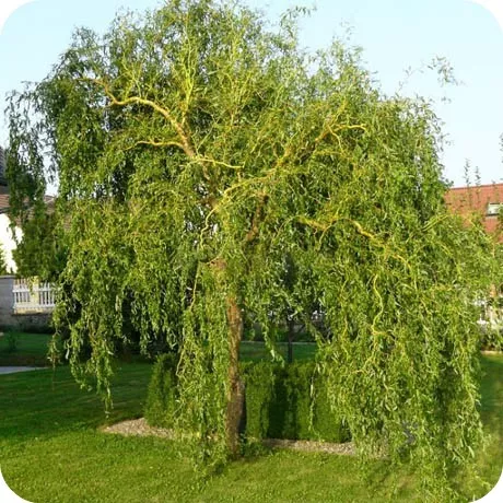 Ива Свердловская Извилистая c3 Sav 