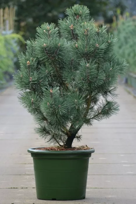 Сосна горная Колумнарис v7,5 30-40 Tw 