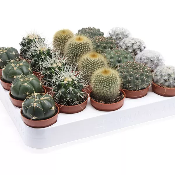 Кактус микс d8,5 h15 