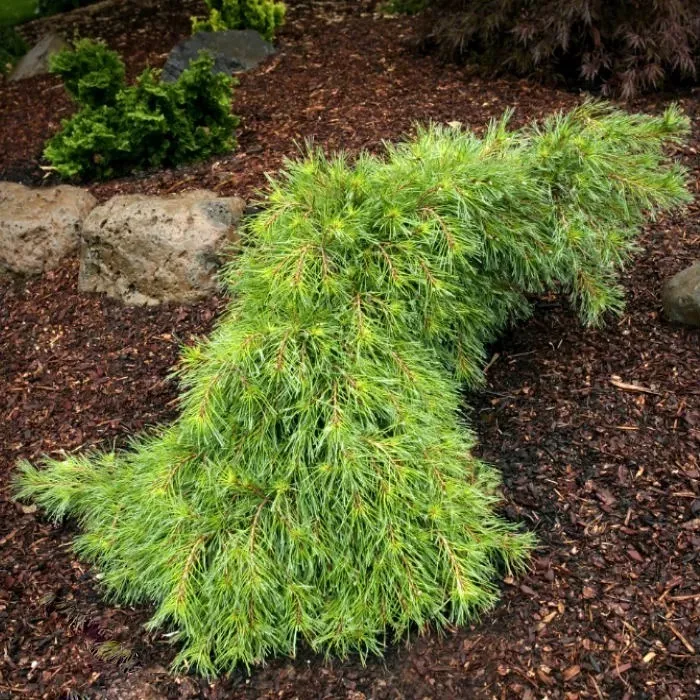 Сосна веймутова Ниагара Фолс 40-50 cm Mt 