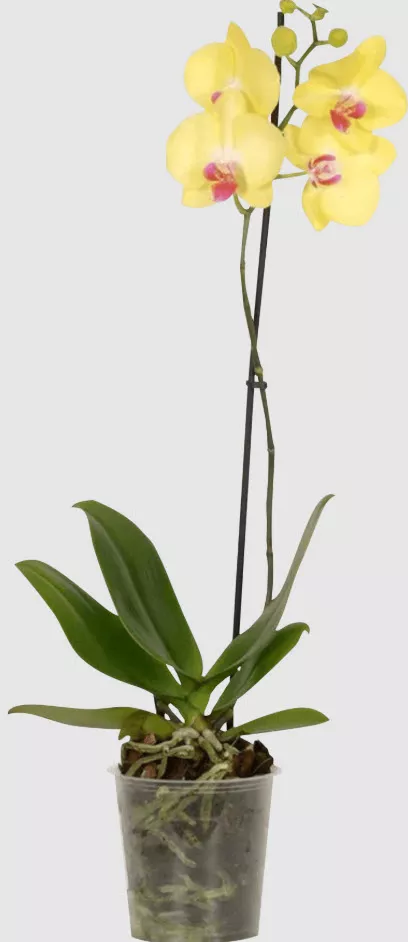 Фаленопсис 2 вет желтый d9 h45 