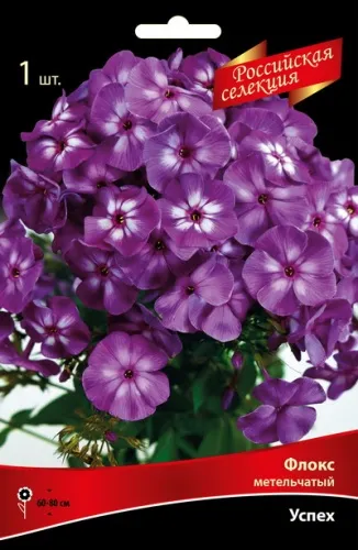 Корневище Флокс метельчатый Российская селекция Успех 1шт Поиск 