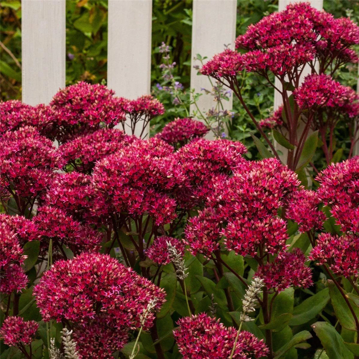 Седум Тандерхед d12 ХР 