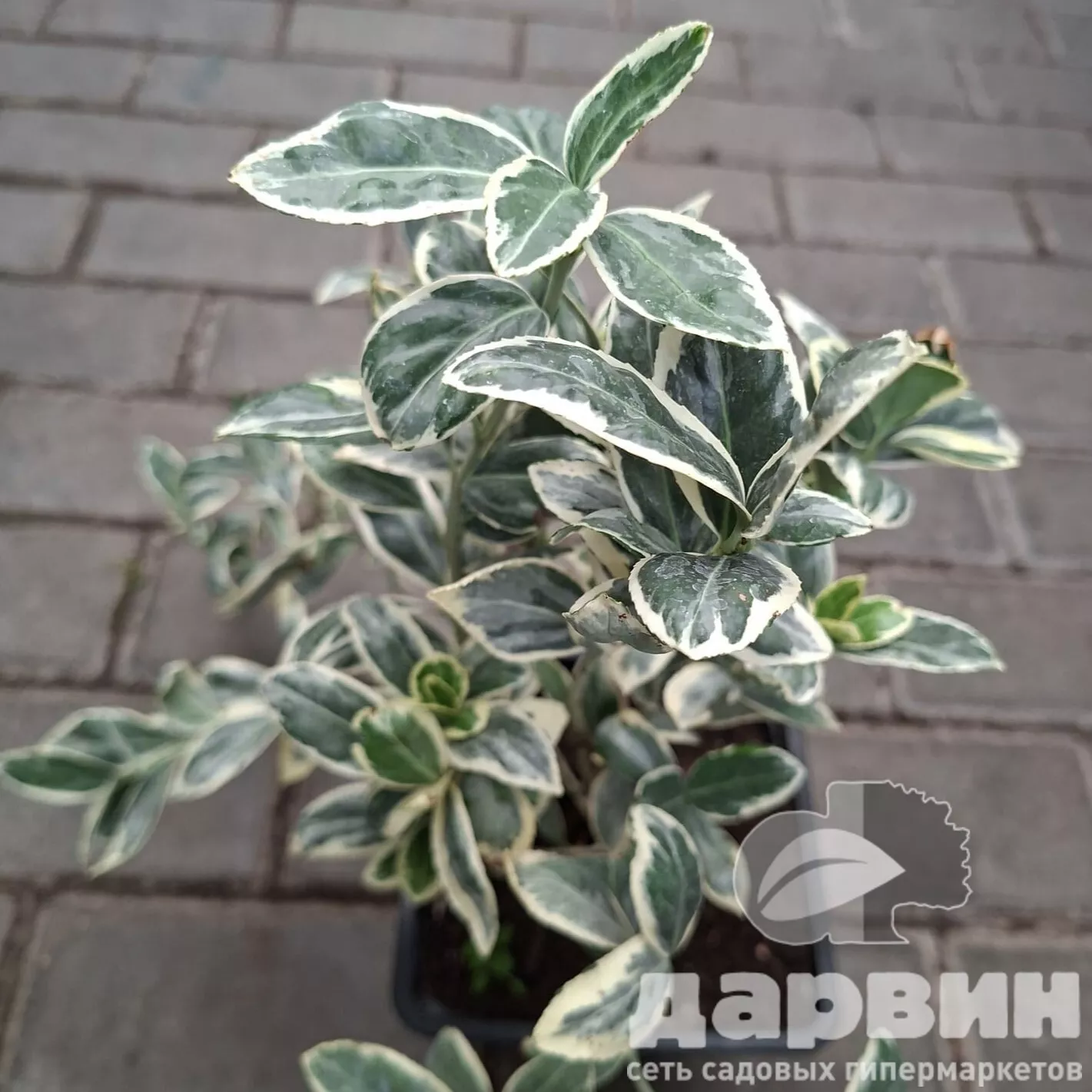 Бересклет японский Браво v2 Lav 