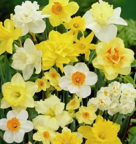 Луковица НВМ Нарцисс 12/14 1 шт 