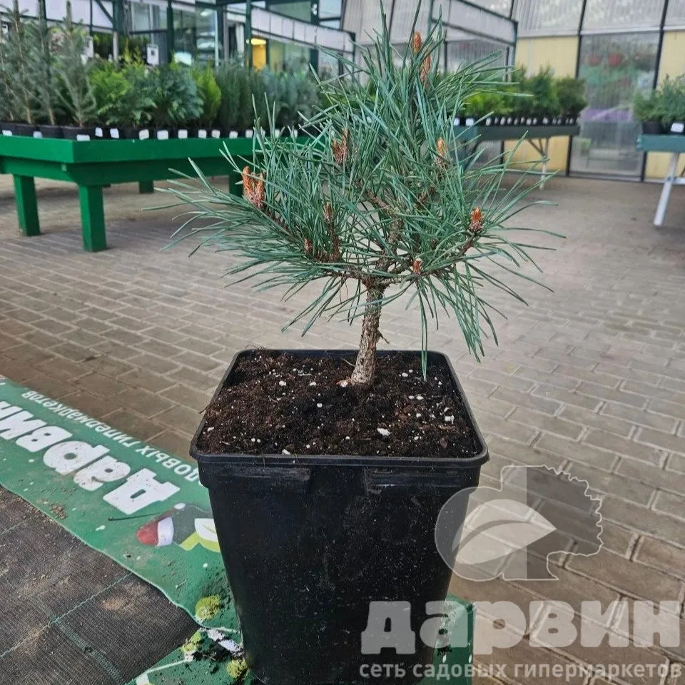 Сосна обыкновенная Хиберниа v5 Lav 
