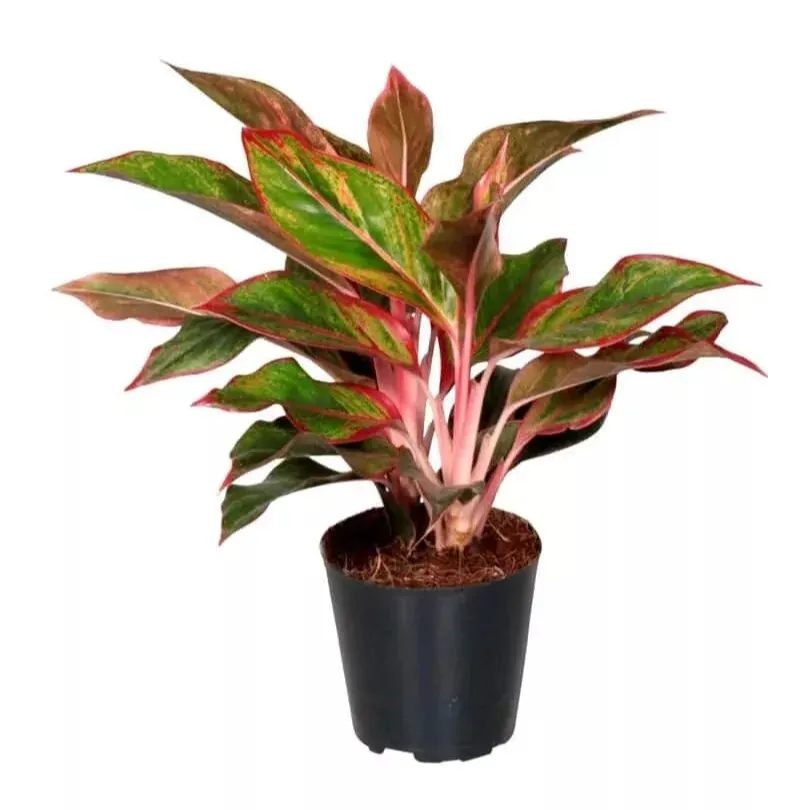 Аглаонема Крит d12 h35 