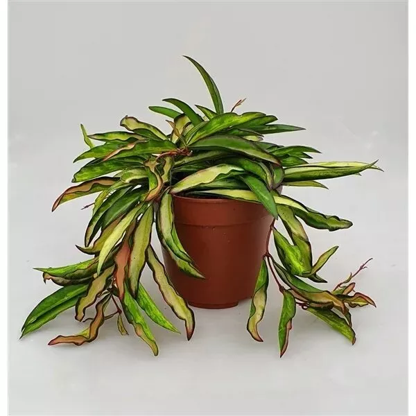 Хойя Вайети Триколор d12 