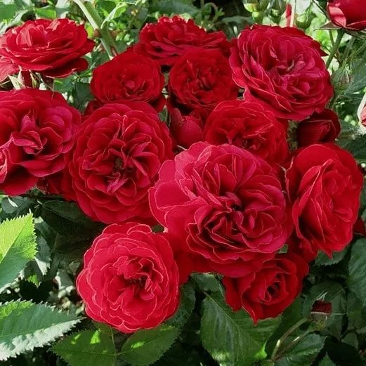 Роза английская Ред Леонардо да Винчи v5 Lav 