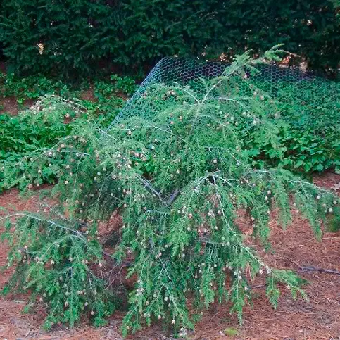 Тсуга канадская Янг Кон C2 15-20 cm Sch 