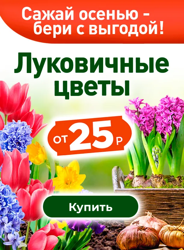 Луковичные цветы осень 26