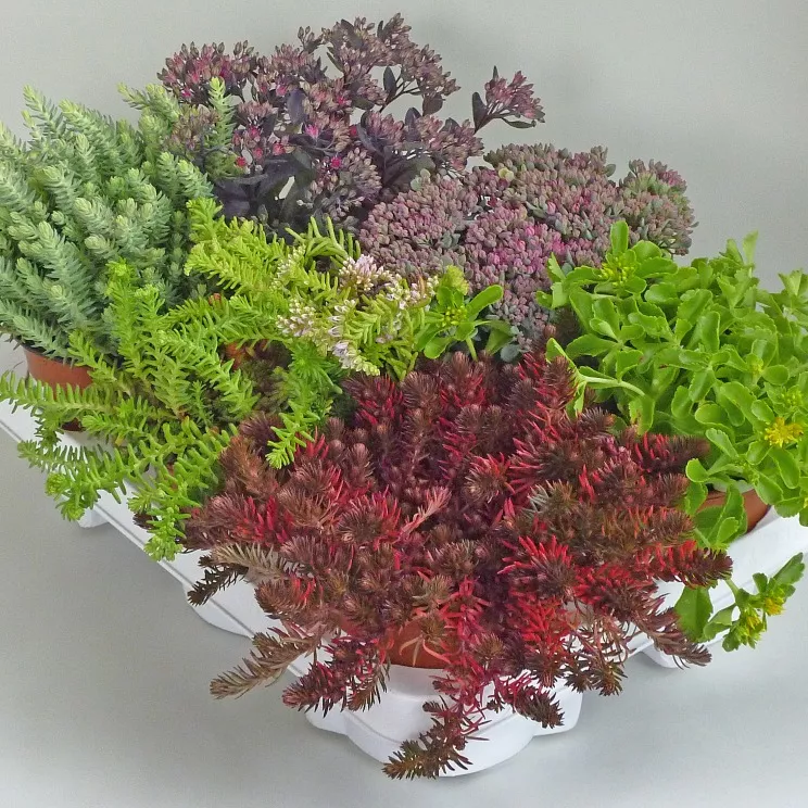 Седум в кашпо d15 ХР 