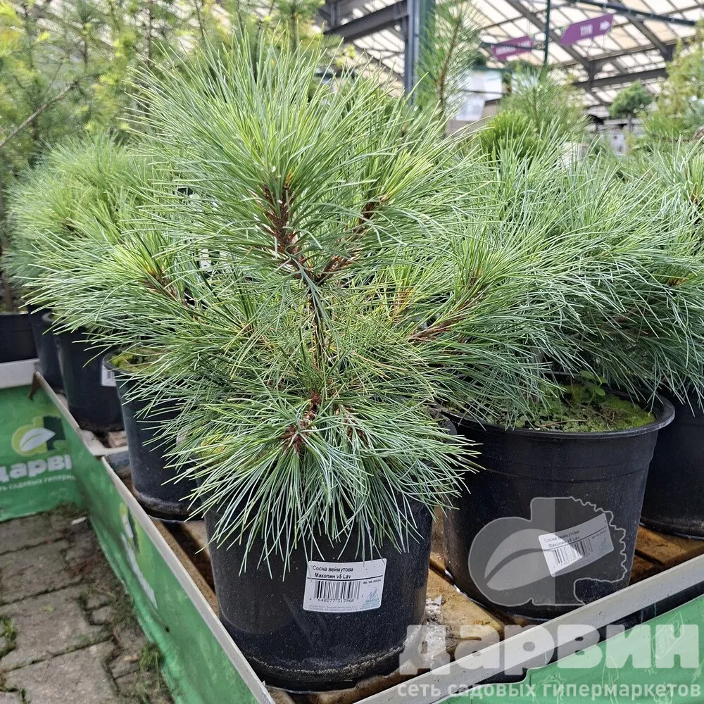 Сосна веймутова Макопин v5 Lav 