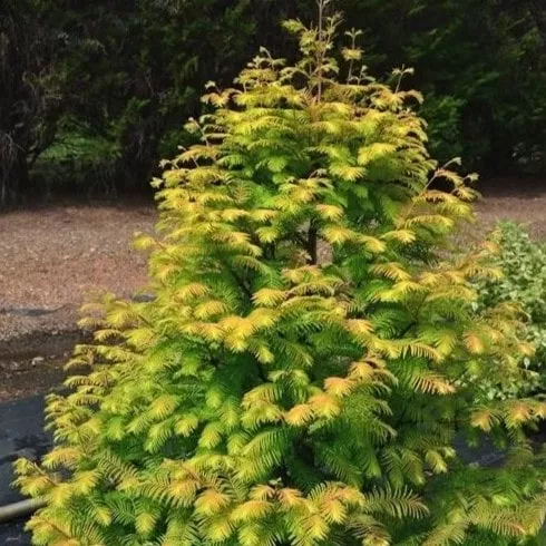 Метасеквойя Амбер Глоу v7,5 h80-100 Lav 