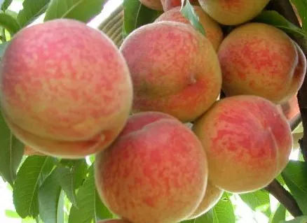Персик Гринсборо С10 Н140-160 ЦО 