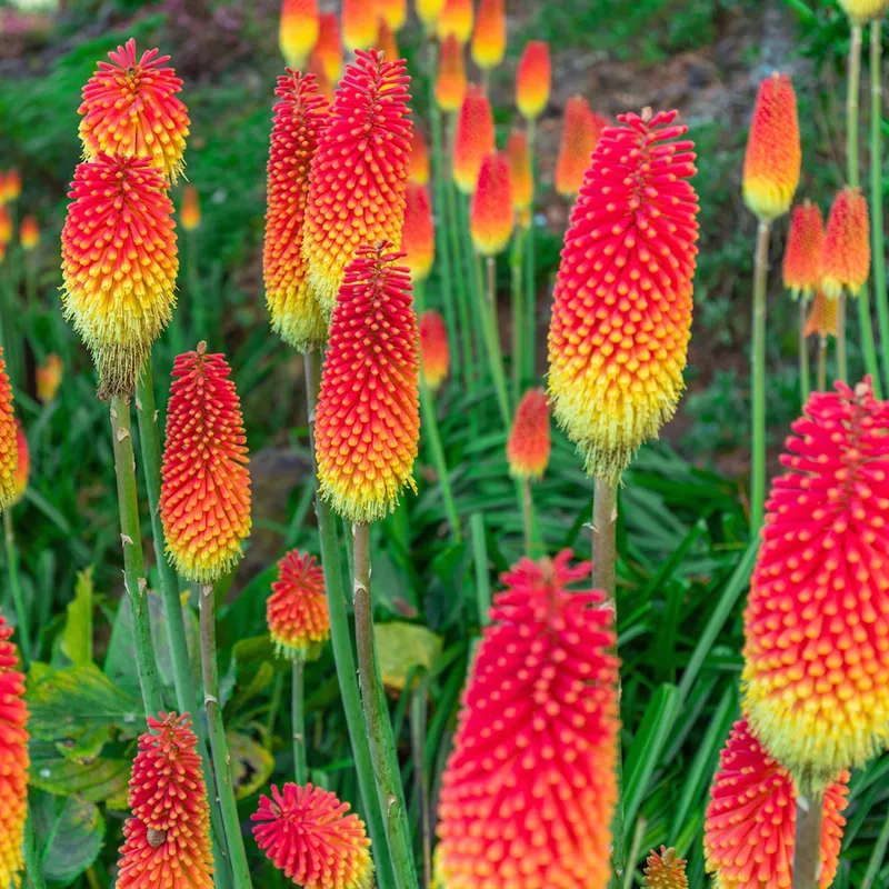 Клубень НВМ Книфофия Микс 5 шт 