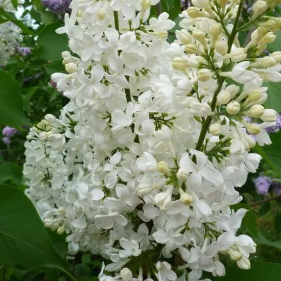 Сирень обыкновенная Комтес де Хакюр с2/20-30 UL 