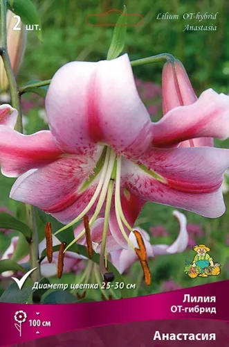 Луковица Лилия ОТ-гибрид Анастасия       2шт Поиск 